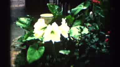 Minnesota USA (1964): Shots Of Lovely Red And White Flowers In The Garden As