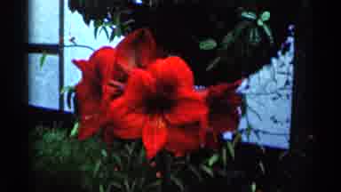 Minnesota USA (1964): Man Gets Surprised By A Bright Red Flower Looking Like An