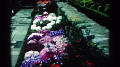 Minnesota USA (1964): The Many Variety Flower Show Was Held On A Beautiful April