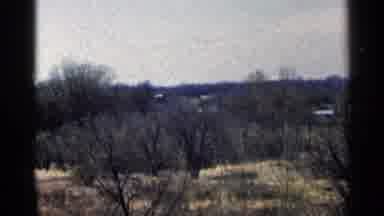 Minnesota USA (1964): Black And White Cat Walks On Green Grass On A Bright Sunny