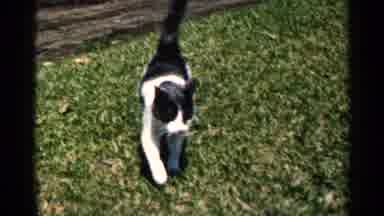 Minnesota USA (1964): Cat Black White Walking Green Grass Lawn Watching Road Path