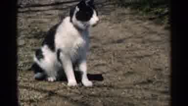 Minnesota USA (1964): Black And White Cat Sitting On Ground On A Bright Sunny Day