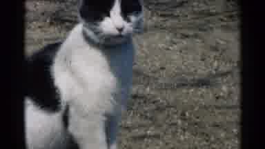 Minnesota USA (1964): Adorable Black And White Ate Sitting And Laying In The Grass