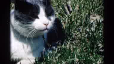 Minnesota USA (1964): Cat Lying On Grass