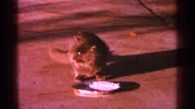 Minnesota USA (1964): Black And White Cat With Brown Cat Eating Food From Silver
