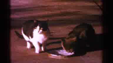 Minnesota USA (1964): A Black Cat Drinks Milk From A Bowl While A Black And White