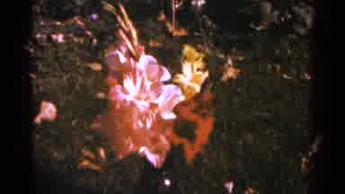 Minnesota USA (1964): Blooming Red Flower On A Bright Sunny Day