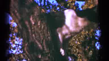 Minnesota USA (1964): A Black And A Black And White Cat Climb Play In A Tree