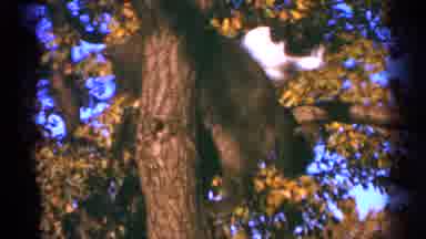 Minnesota USA (1964): Two Cats Climb High Into A Tree And Jump From Branch To