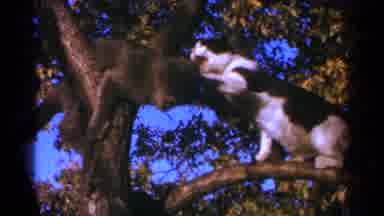 Minnesota USA (1964): Two Cats Are Fighting In A Tree Then One Jumps Higher To Get
