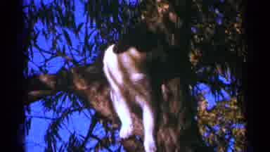 Minnesota USA (1964): A Cat Perched On A Tree Begins Licking Itself Then Looks