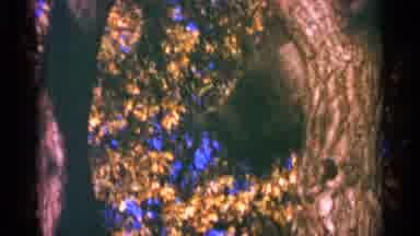 Minnesota USA (1964): Cat On Top Of Tree Climbing Down And Exploring