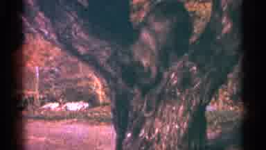 Minnesota USA (1964): Beautiful Nature Scene Pans To Cat Climbing Out Of A Tree