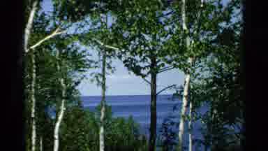 Washington Island Wisconsin (1964): The Green Forest On The Hawaiian Islands