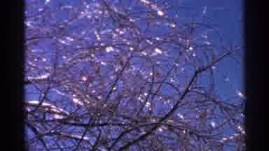 Minnesota USA (1965): Tree Branches Sway Under The Weight Of An Ice Coating In