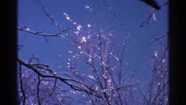 Minnesota USA (1965): Trees Sky Glowing Tree