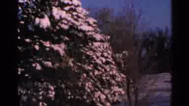 Minnesota USA (1965): A Residential Landscape Showing Some Pines Covered With Snow