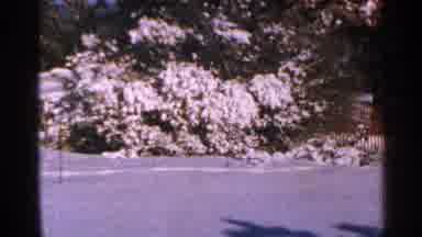 Minnesota USA (1965): Forest In Winter Time With Trees Covered By Snow