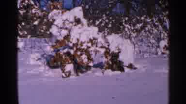 Minnesota USA (1965): Snow Covered Bushes On A Bright Sunny Winter Day