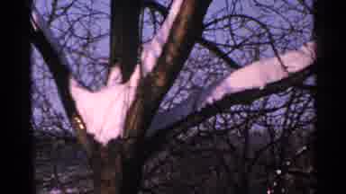 Minnesota USA (1965): Snow On A Tree