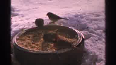 Minnesota USA (1965): Cardinal And Robin Birds Eating From Brown Barrel On A Sunny