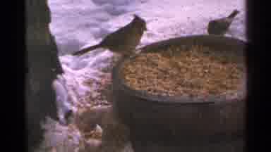 Minnesota USA (1965): Birds Hangout To Eat Before Flying Away During Winter Near
