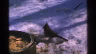 Minnesota USA (1965): Cardinal Bird Searching For Food In Snow Then Flying Away