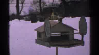 Minnesota USA (1965): Bird Eats From Blue Bird feeder On A Clear Winter Day