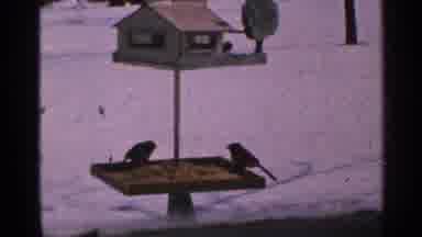 Minnesota USA (1965): Birds Eating From Yellow Bird feeder On A Clear Winter Day