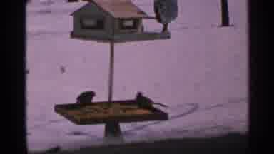 Minnesota USA (1965): A Close Up A Birdhouse With Three Birds Perched On It