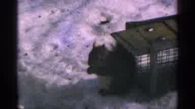Minnesota USA (1965): Bird And Animal Eat Food