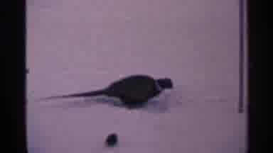 Minnesota USA (1965): Pecking Bird Pecks Along The White Ground Plus Squirrel