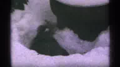 Minnesota USA (1965): A Squirrel Surviving Through The Winter
