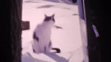 Minnesota USA (1965): A Cat Sitting Next To A Tree And On Top Of Snow As It Looks