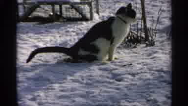 Minnesota USA (1965): Lovely Scenery Of Snow Covered Plants And Tree Then The Cat