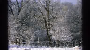 Minnesota USA (1965): Trees And Pond During A Drought On A Sunny Day