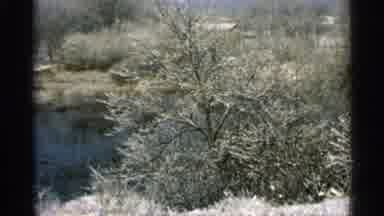 Minnesota USA (1965): Frost Covered Trees On A Bright Sunny Day