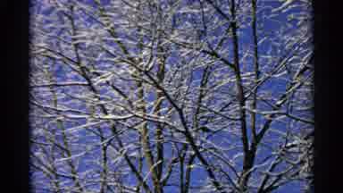 Minnesota USA (1965): Snow Covered Trees On A Clear Winter Day