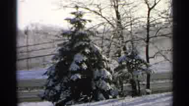 Minnesota USA (1965): Lovely Shots Of Evergreens Covered With Snow As They Stand