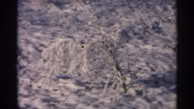 Minnesota USA (1965): April 18 1965 Landscape A Snow Covered Bush