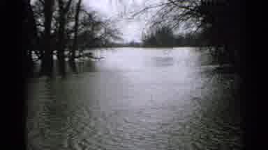 Minnesota USA (1965): A Forest That Has Been Completely Flooded By Water That