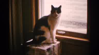 Minnesota USA (1965): Black And White Cat Cleans Paw While Sitting At A Window