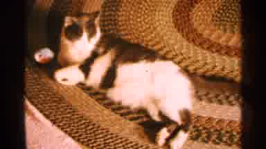 Minnesota USA (1965): Cat Looking Outside From A Window And Resting On The Ground