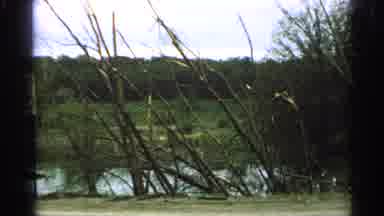 Minnesota USA (1965): A Very Green Swamp And A Yellow Car All Over The Place