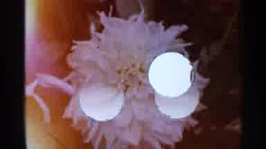 Saint Louis Missouri-1965: Mother's Garden In The Summer