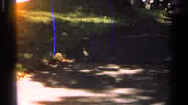 Saint Louis Missouri-1965: A Bird Crossing A Walking Path In A Sunny Day