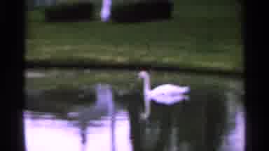 Saint Louis Missouri (1965): Angels Watching The Swans Swim In A Pond Outside Of A