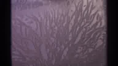 Hamel Minnesota (1966): A Painting That Resembles Branches Of A Tree Two Cars