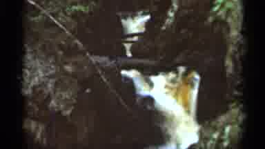 Hamel Minnesota (1966): Its Liken Of The Nature Falls The Yellow Water