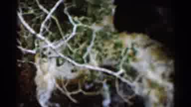 Hamel Minnesota (1966): Tree Branch Rive Water